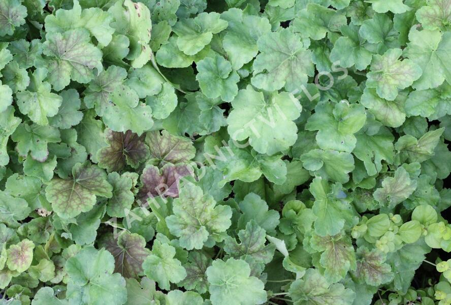 Dlužicha 'Miracle' - Heuchera villosa 'Miracle'