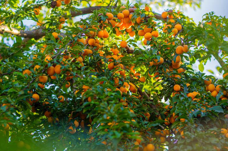 Mrazuvzdorné meruňky