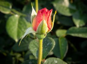Růže velkokvětá Meilland 'Elle' - Rosa VK 'Elle'