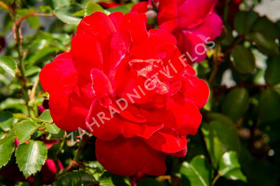 Růže mnohokvětá Meilland 'Rote Woge' - Rosa MK 'Rote Woge'