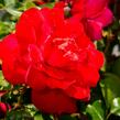Růže mnohokvětá Meilland 'Rote Woge' - Rosa MK 'Rote Woge'