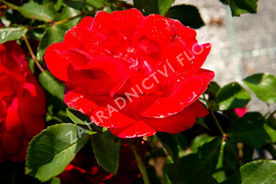 Růže mnohokvětá Meilland 'Rote Woge' - Rosa MK 'Rote Woge'