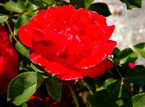 Růže mnohokvětá Meilland 'Rote Woge' - Rosa MK 'Rote Woge'