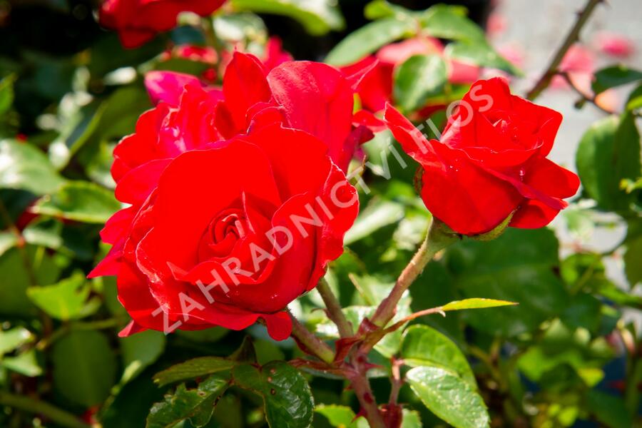 Růže mnohokvětá Meilland 'Rote Woge' - Rosa MK 'Rote Woge'