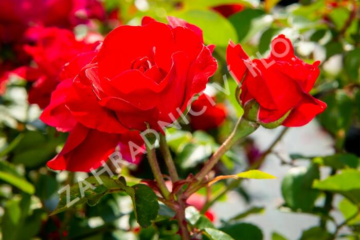 Růže mnohokvětá Meilland 'Rote Woge' - Rosa MK 'Rote Woge'
