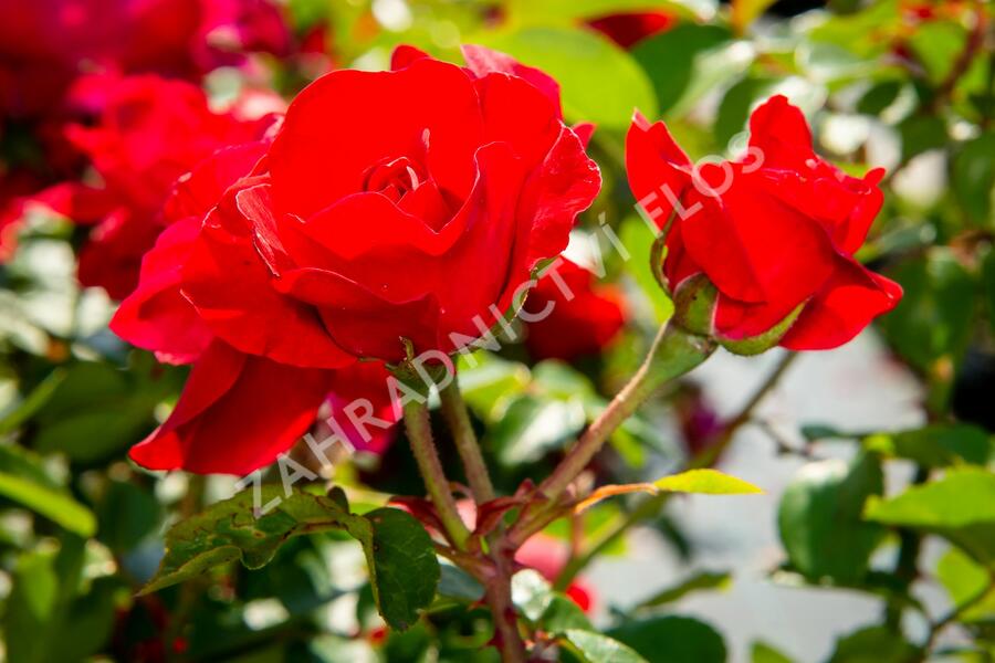 Růže mnohokvětá Meilland 'Rote Woge' - Rosa MK 'Rote Woge'