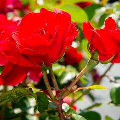 Růže mnohokvětá Meilland 'Rote Woge' - Rosa MK 'Rote Woge'