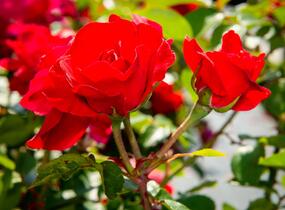 Růže mnohokvětá Meilland 'Rote Woge' - Rosa MK 'Rote Woge'