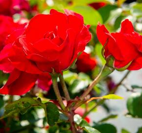 Růže mnohokvětá Meilland 'Rote Woge' - Rosa MK 'Rote Woge'
