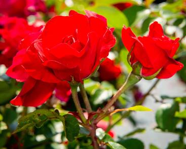 Růže mnohokvětá Meilland 'Rote Woge'