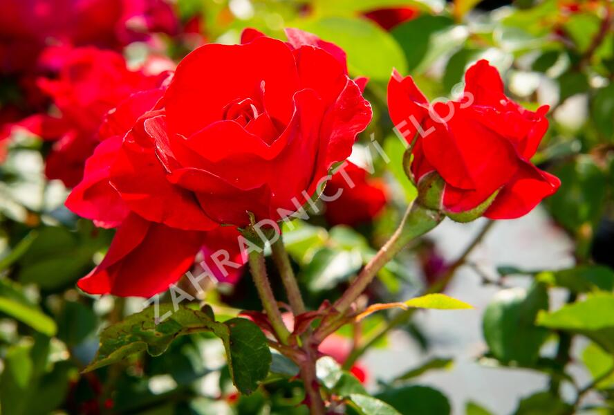 Růže mnohokvětá Meilland 'Rote Woge' - Rosa MK 'Rote Woge'