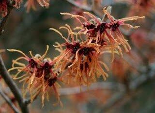Vilín prostřední 'Feuerzauber' - Hamamelis intermedia 'Feuerzauber'