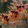 Vilín prostřední 'Feuerzauber' - Hamamelis intermedia 'Feuerzauber'