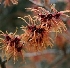 Vilín prostřední 'Feuerzauber' - Hamamelis intermedia 'Feuerzauber'