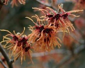 Vilín prostřední 'Feuerzauber' - Hamamelis intermedia 'Feuerzauber'