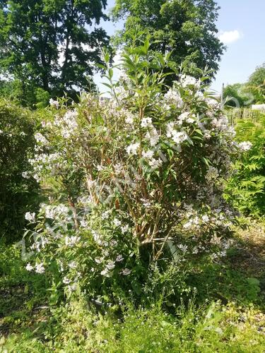 Trojpuk růžový - Deutzia rosea