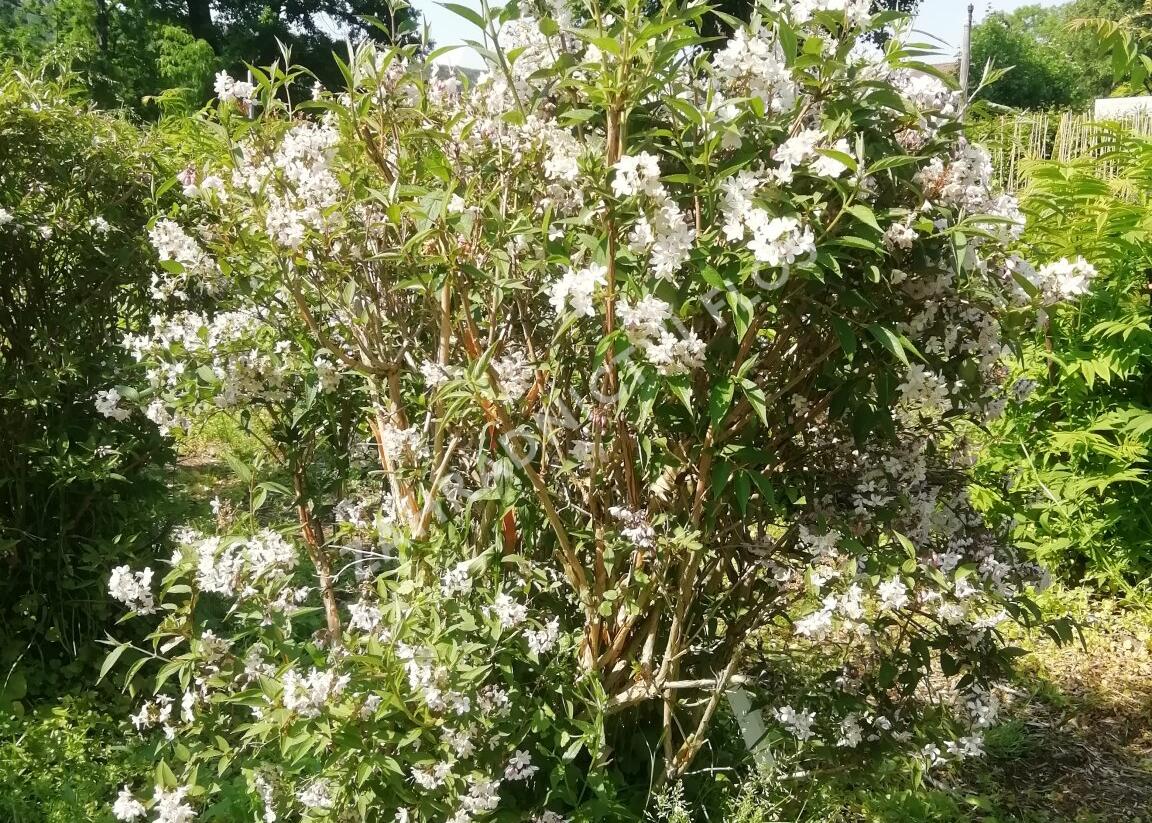 Trojpuk růžový - Deutzia rosea