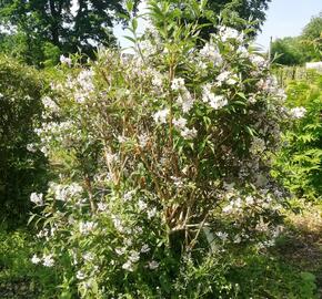 Trojpuk růžový - Deutzia rosea