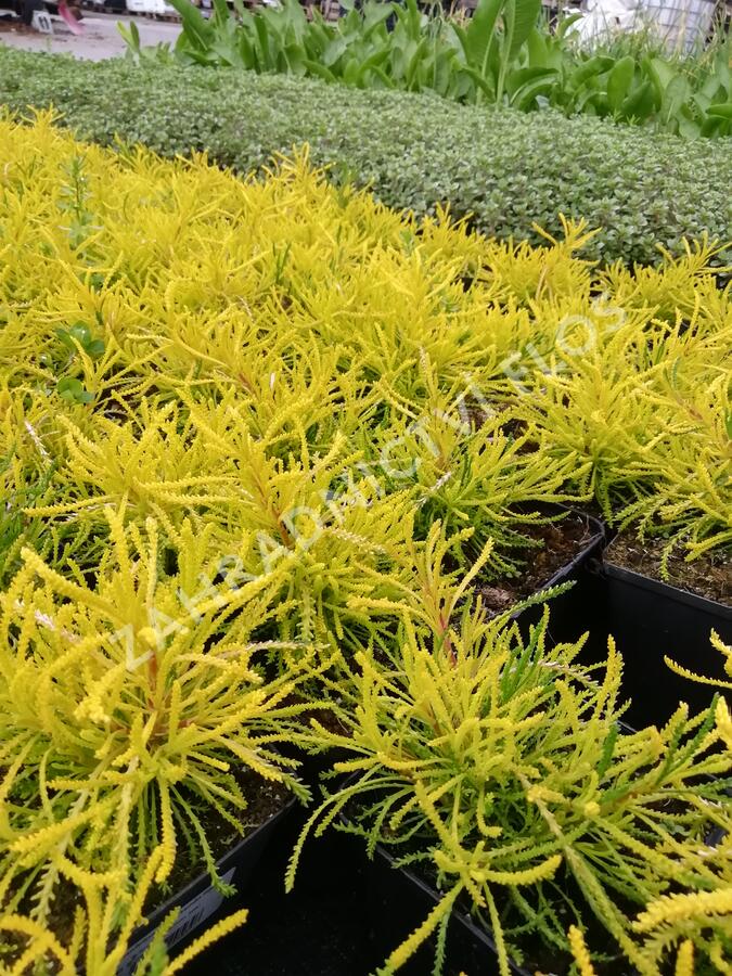 Svatolina 'Lemon Fizz' - Santolina viridis 'Lemon Fizz'