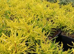 Svatolina 'Lemon Fizz' - Santolina viridis 'Lemon Fizz'