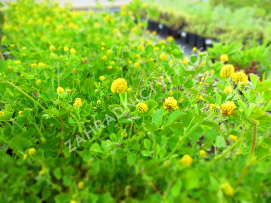 Tolice dětelová - Medicago lupulina