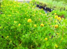 Tolice dětelová - Medicago lupulina