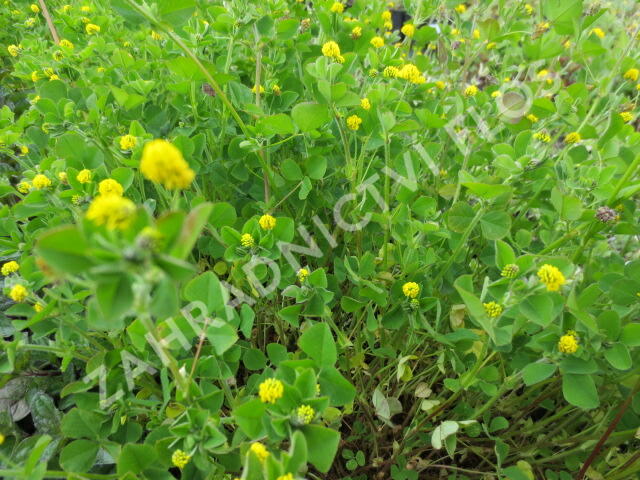 Tolice dětelová - Medicago lupulina