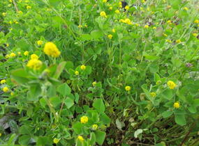 Tolice dětelová - Medicago lupulina