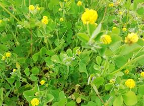 Tolice dětelová - Medicago lupulina