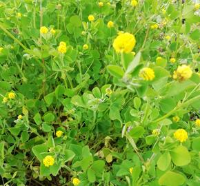 Tolice dětelová - Medicago lupulina