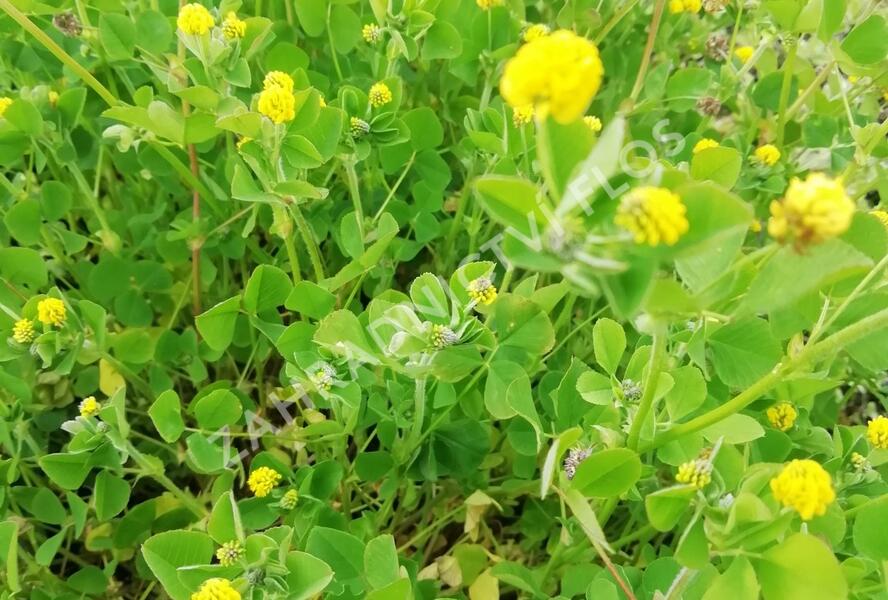 Tolice dětelová - Medicago lupulina