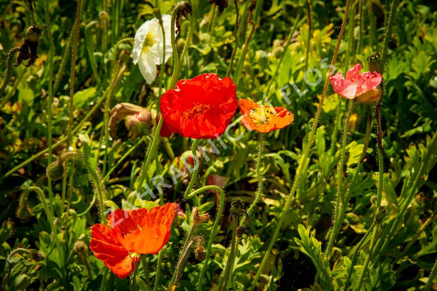 Mák lysý 'Panama mix' - Papaver nudicaule 'Panama mix'