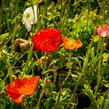 Mák lysý 'Panama mix' - Papaver nudicaule 'Panama mix'