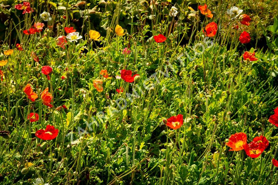 Mák lysý 'Panama mix' - Papaver nudicaule 'Panama mix'