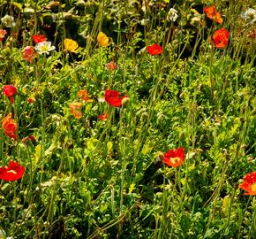 Mák lysý 'Panama mix' - Papaver nudicaule 'Panama mix'