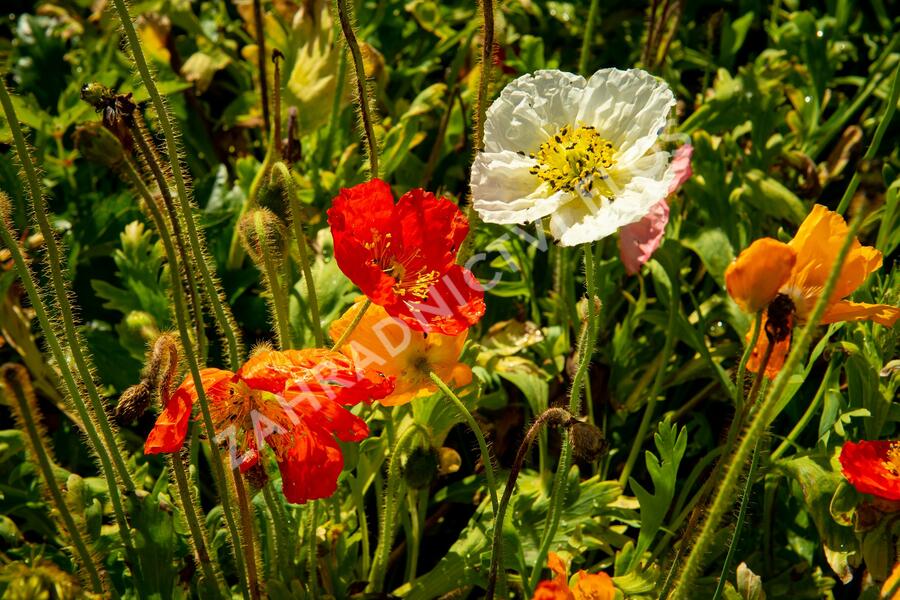 Mák lysý 'Panama mix' - Papaver nudicaule 'Panama mix'