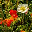 Mák lysý 'Panama mix' - Papaver nudicaule 'Panama mix'