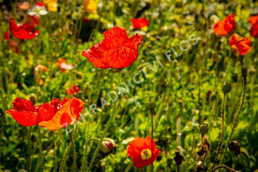 Mák lysý 'Panama mix' - Papaver nudicaule 'Panama mix'