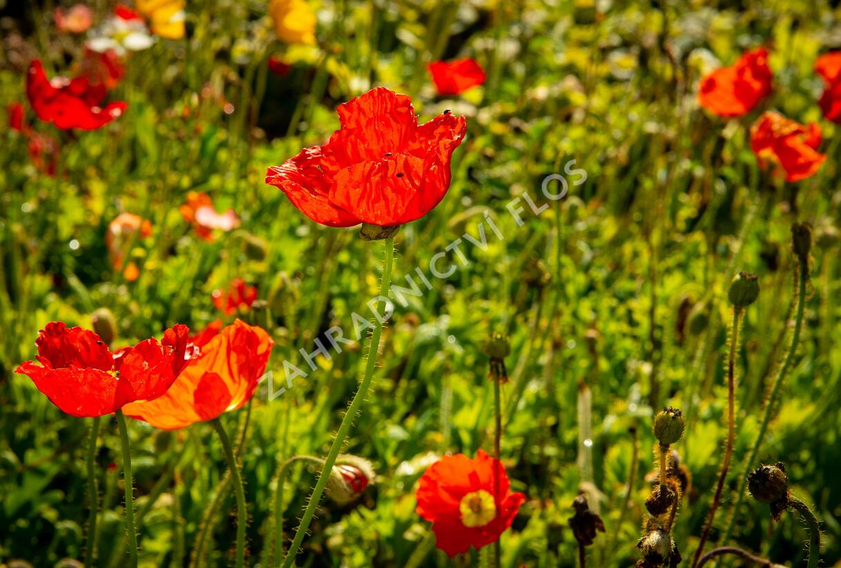 Mák lysý 'Panama mix' - Papaver nudicaule 'Panama mix'