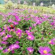 Hvězdnice keříčkovitá 'Kassel' - Aster dumosus 'Kassel'