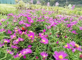 Hvězdnice keříčkovitá 'Kassel' - Aster dumosus 'Kassel'
