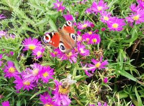 Hvězdnice keříčkovitá 'Kassel' - Aster dumosus 'Kassel'