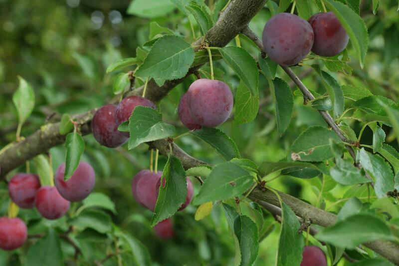 Slivoně - Prunus