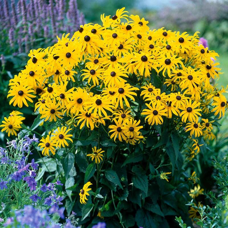 Třapatky - Rudbeckia