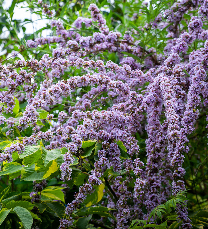 Motýlí keře, komule - Buddleia