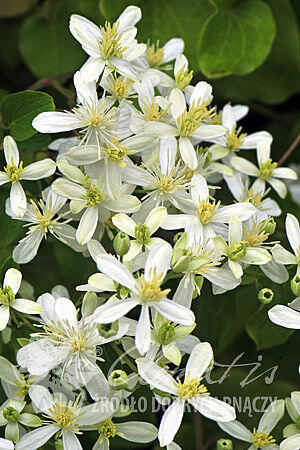 Plamének 'Early Snow' - Clematis terniflora 'Early Snow'