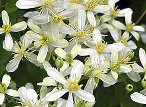 Plamének 'Early Snow' - Clematis terniflora 'Early Snow'