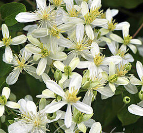 Plamének 'Early Snow' - Clematis terniflora 'Early Snow'