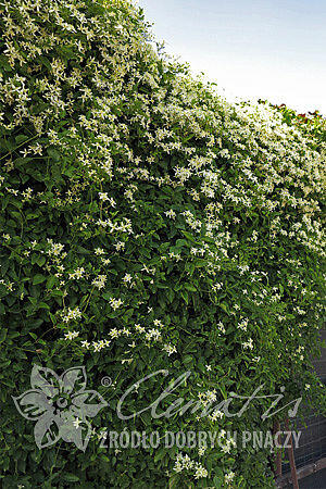 Plamének 'Early Snow' - Clematis terniflora 'Early Snow'