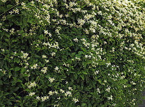 Plamének 'Early Snow' - Clematis terniflora 'Early Snow'